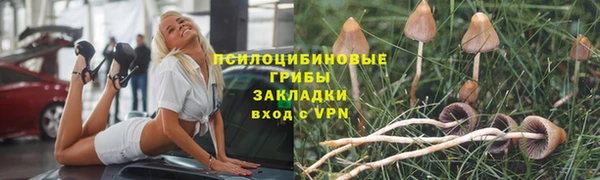 прущие грибы Баксан
